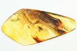 Detailed Fossil Parasitoid Wasp and Mites In Baltic Amber #325360-1
